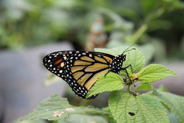 Monarch butterfly, Danaus Plexippus, Costa Rica