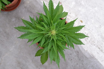 Autoflowering cannabis