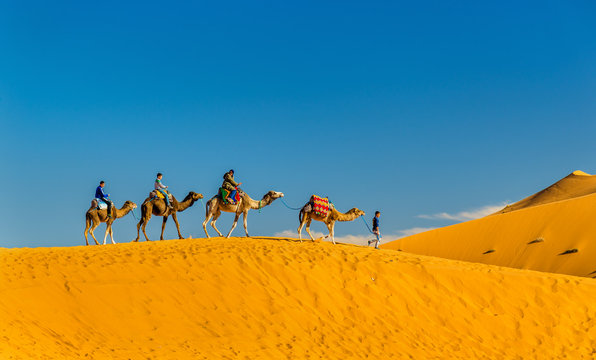 Fototapeta Tourists riding camels at Erg Chebbi near Merzouga in Morocco