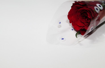 Rose background template