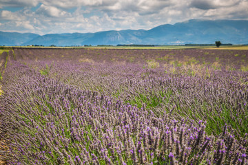 Fototapeta na wymiar Lavender field in the region of Provence, southern France