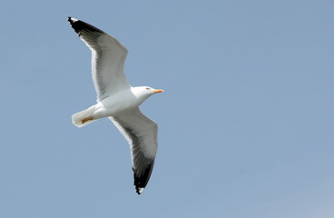 Dutch wildlife on a sunny day