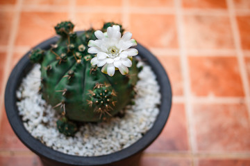 Obraz na płótnie Canvas Cactus flowers.