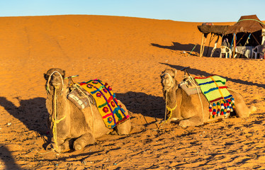 Fototapeta premium Dromedary camels resting at Erg Chebbi dunes of Sahara desert. Merzouga, Morocco