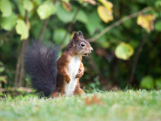 Obraz premium Eichhörnchen