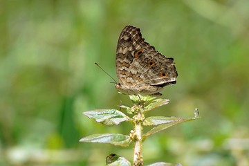 wild butterfly
