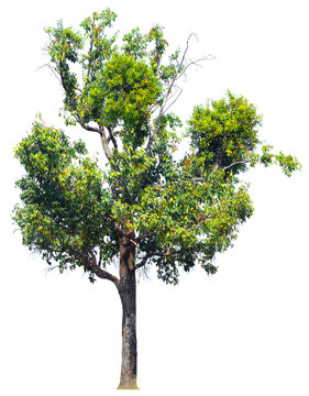 Tree isolated background,Iron wood tree is deciduous isolated on white background (Pyinkado).
