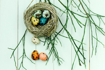 Quail Easter eggs in nest with willow branches. Easter concept.