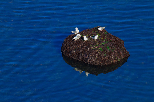M&ouml;wen auf einem Felsen vor Helgoland. Im Wasser sehr sch&ouml;ne gr&uuml;ne Strukturen durch einen Seetangwald.
