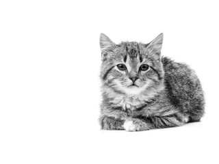 Beautiful portrait of an amazing little kitten 