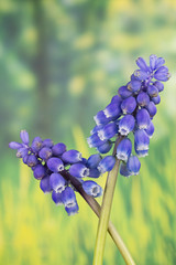 Flowers - Grape Hyacinths, Muscari armeniacum