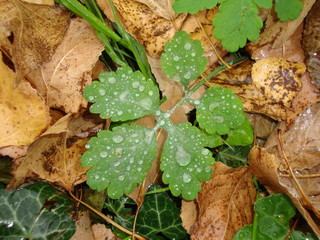 Hoja