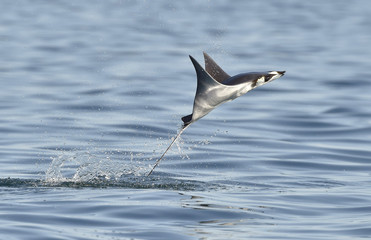 Mobula ray jumping out of the water. Mobula munkiana, known as the manta de monk, Munk's devil ray, pygmy devil ray, smoothtail mobula, is a species of ray in the family Myliobatida. Pacific ocean - obrazy, fototapety, plakaty