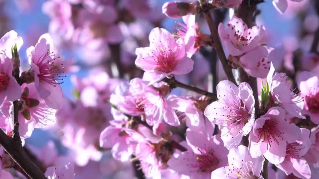Spring Flowers, Through Pink Blossoms