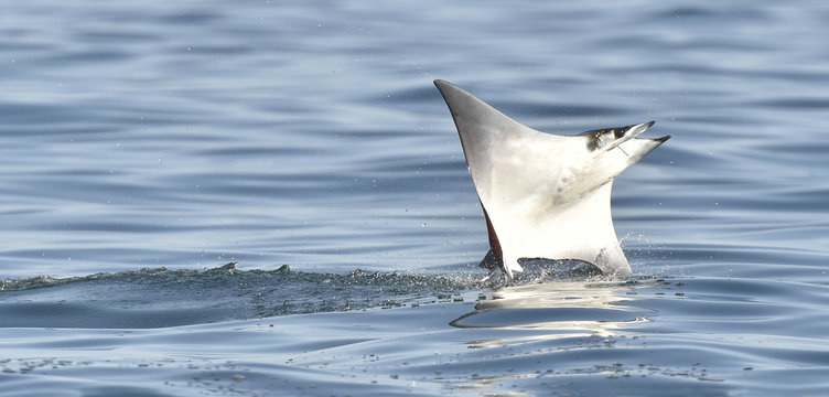 Mobula ray jumping out of the water. Mobula munkiana, known as the manta de monk, Munk's devil ray, pygmy devil ray, smoothtail mobula, is a species of ray in the family Myliobatida. Pacific ocean