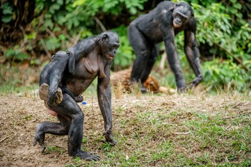 Mother and Cub of Bonobo in natural habitat. Green natural background. The Bonobo ( Pan paniscus), called the pygmy chimpanzee. Democratic Republic of Congo. Africa
