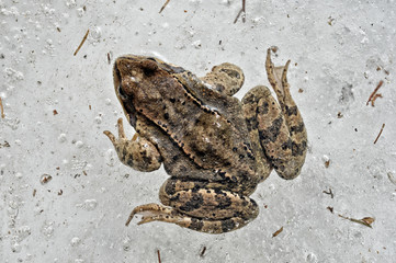 Obraz premium Frozen frog blocked in the ice