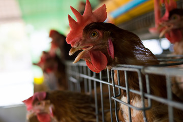 closeup chicken hens eggs in farm
