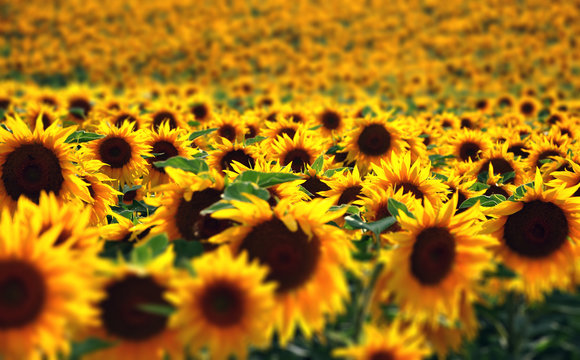 Sunflower Field. Tilt Shift Effect