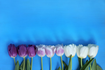 gentle flowers for festive greetings / row of tulips of lilac palette on blue wooden surface,  top view 
