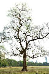 Obraz premium Tree branches without leaf