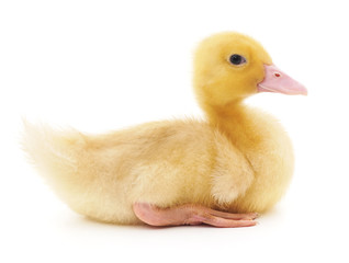 Yellow duckling.