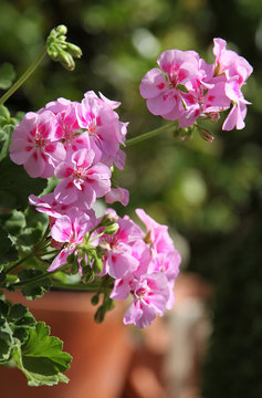 Géranium zonal rose