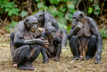 Mother and Cub of Bonobo in natural habitat.  Green natural background. The Bonobo ( Pan paniscus), called the pygmy chimpanzee. Democratic Republic of Congo. Africa
