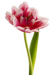 pretty tulips close up