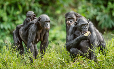 Bonobo Cub on the mother's back in natural habitat. Green natural background. The Bonobo ( Pan paniscus), called the pygmy chimpanzee. Democratic Republic of Congo. Africa