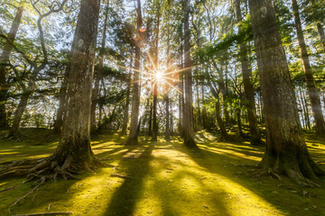 Obraz premium sun ray coming through pine forest in Obi, Kyushu, Japan