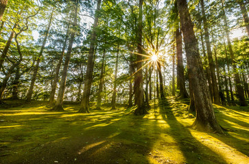 sun ray coming through pine forest in Obi, Kyushu, Japan