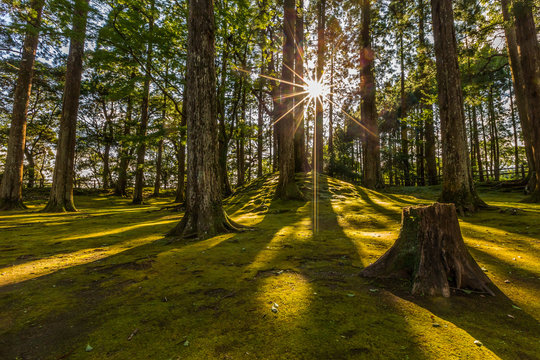 Fototapeta sun ray coming through pine forest in Obi, Kyushu, Japan
