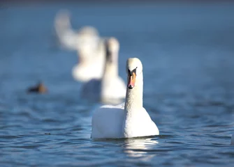 Crédence de cuisine en verre imprimé Cygne White swans in water