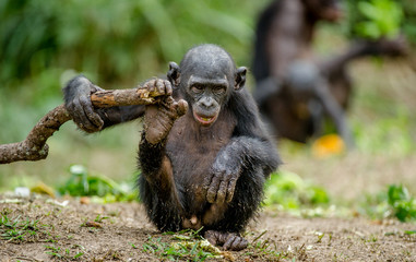 Close up Portrait of Bonobo Cub in natural habitat. The Bonobo ( Pan paniscus), called the pygmy chimpanzee. Democratic Republic of Congo. Africa