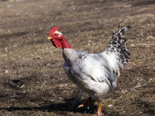 Bald-necked cock