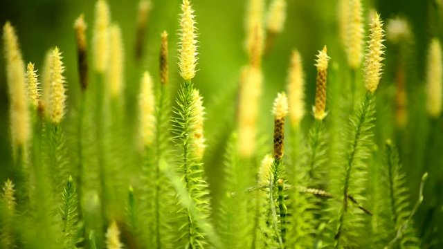 Huperzia, Heilpflanze gegen Alzheimer, Pflanzen im Wald