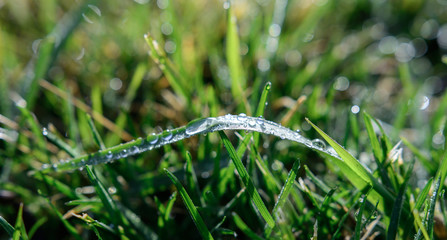 Wassertropfen auf dem gr&uuml;nen Gras Nahaufnahme nach Regen