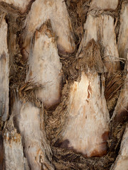 Palmstamm