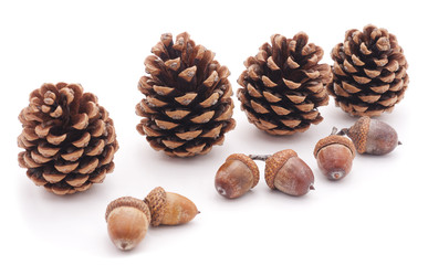 Cones and acorns.