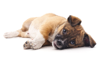 Brown puppy.