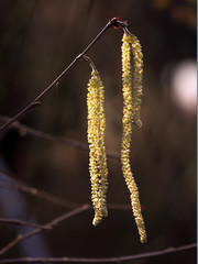 European hazel (Corylus avellana) flower.