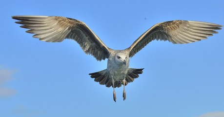 Flying Juvenile Kelp gull (Larus dominicanus), also known as the Dominican gull and Black Backed Kelp Gull. Blue sky natural background.