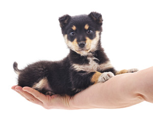 Puppy on the hand.