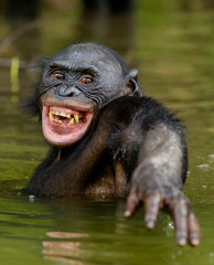 Smiling Bonobo in the water.  Bonobo in the water with pleasure and smiles. Bonobo standing in pond looks for the fruit which fell in water. Bonobo (Pan paniscus). Democratic Republic of Congo. Africa