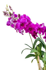 Fototapeta na wymiar Orchid isolate on white