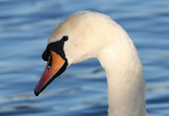 Close up of a Mute Swans head covered in water droplets