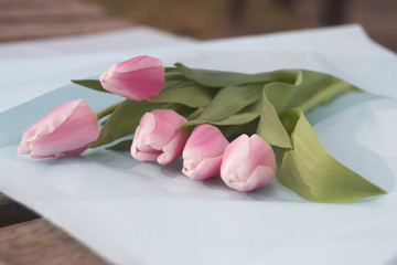 Obraz na płótnie Canvas Gently pink tulips in blue paper 
