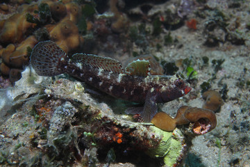 Red-mouthed goby fish