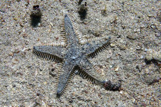 Sea star on sandy bottom